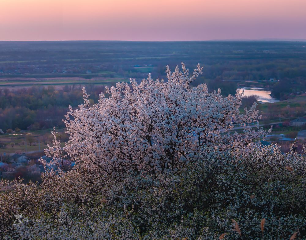 Запах цветения