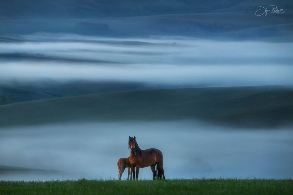 Предрассветная тишина.  Алтайский край.