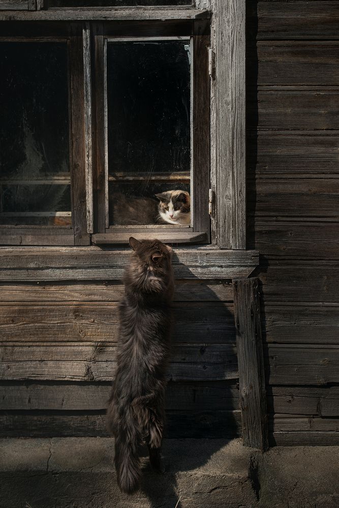 Кошки и весна, история одной встречи