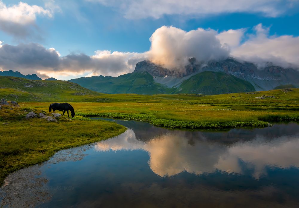 Лошади в горах