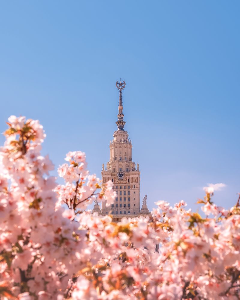 Сакура около МГУ