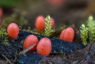 Миксомицет Lycogala conica