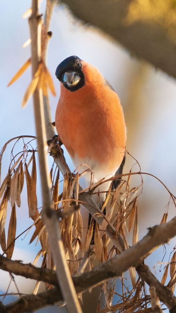 Birds and ...