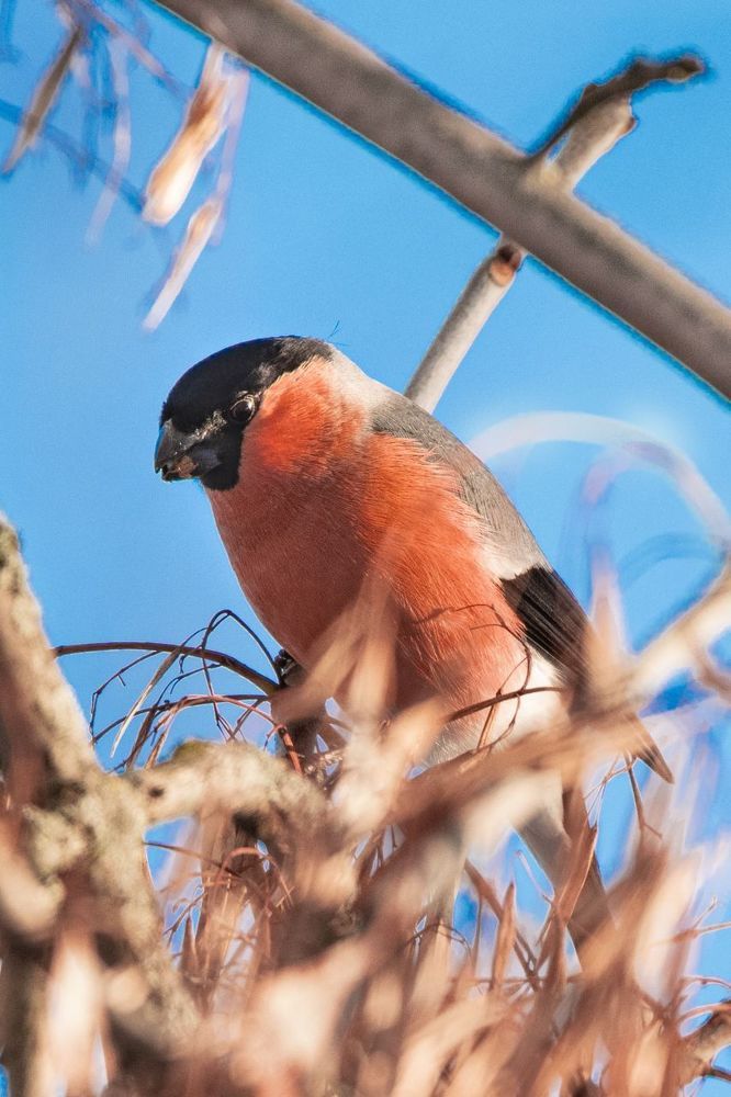 Birds and ...