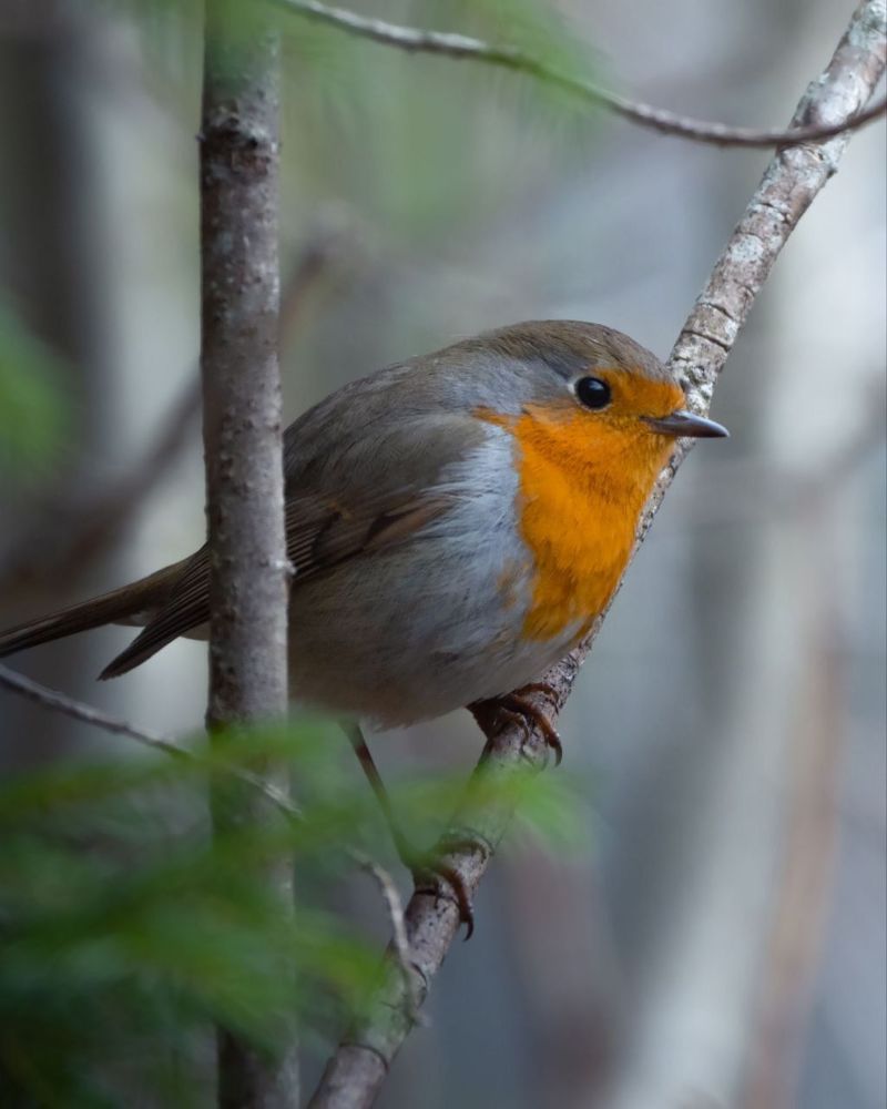 Birds and ...