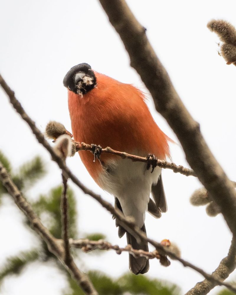 Birds and ...