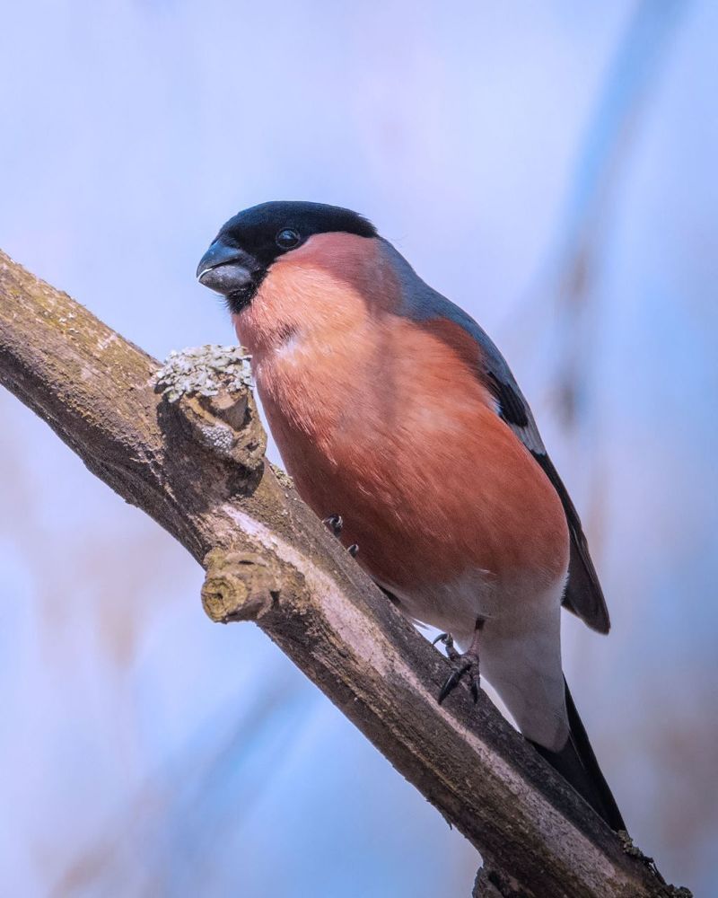 Birds and ...