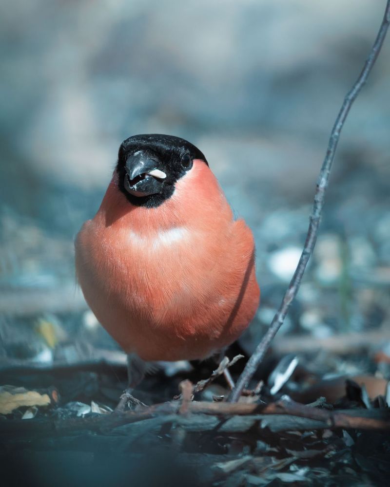 Birds and ...