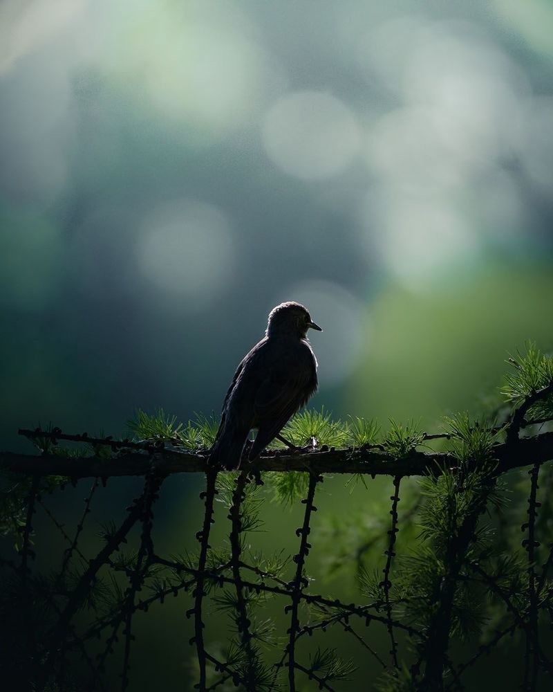 Birds and ...