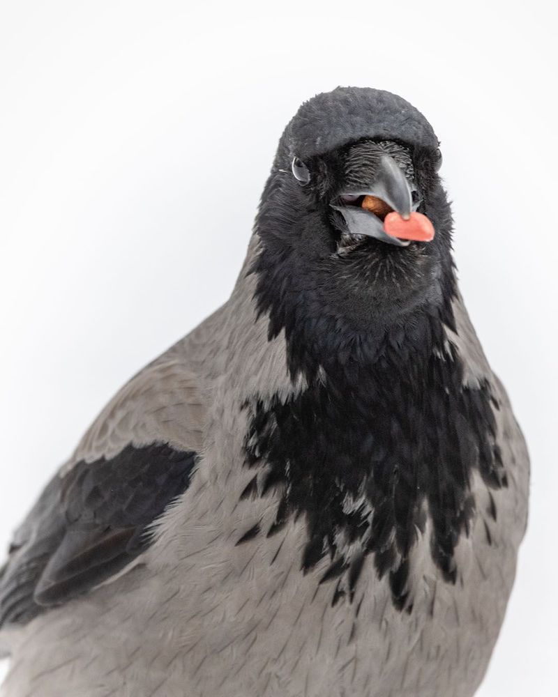 Birds and ...