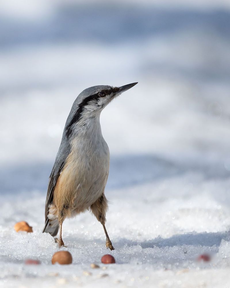 Birds and ...