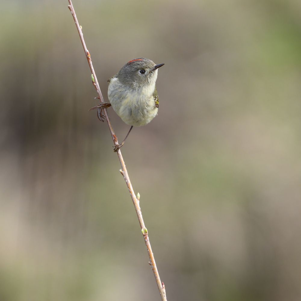 Ruby-crowned Kinglet