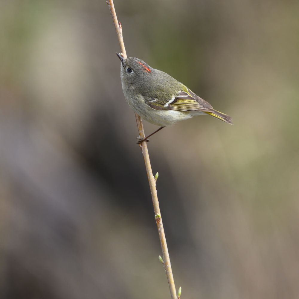 Ruby-crowned Kinglet