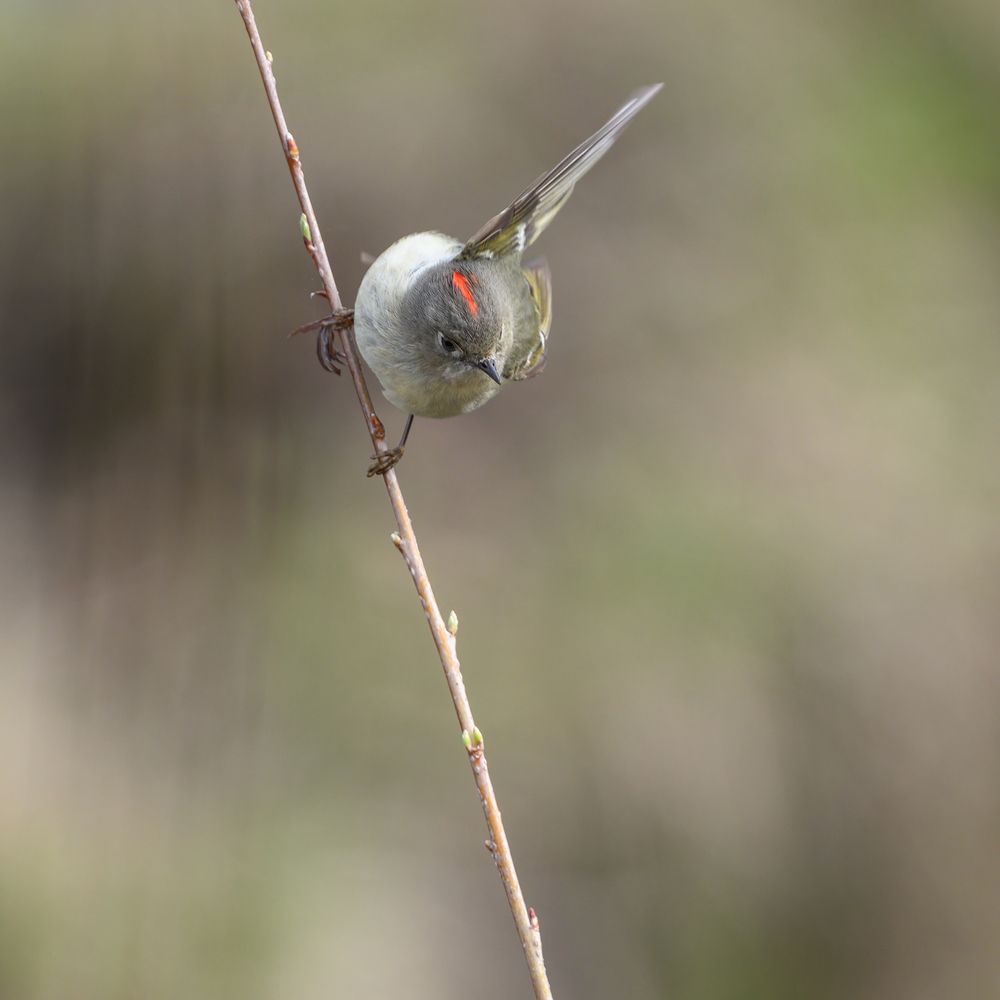 Ruby-crowned Kinglet