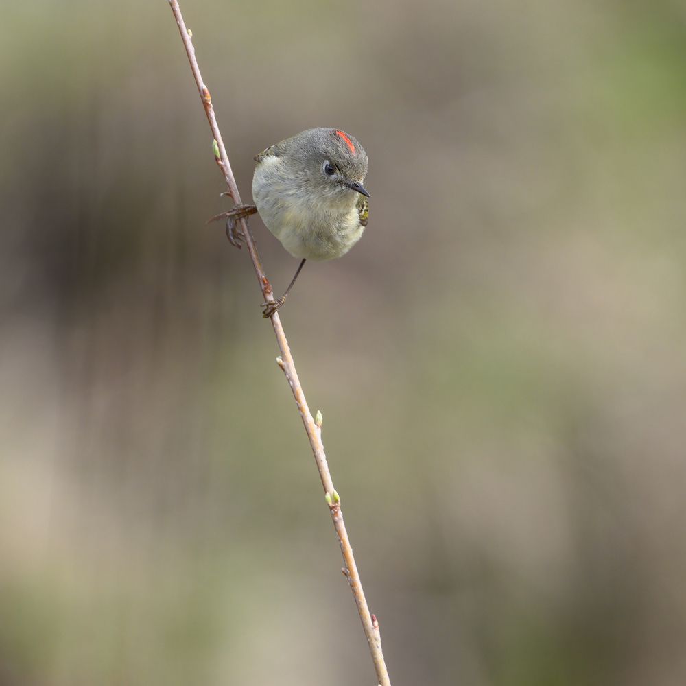 Ruby-crowned Kinglet