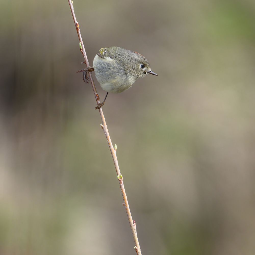 Ruby-crowned Kinglet
