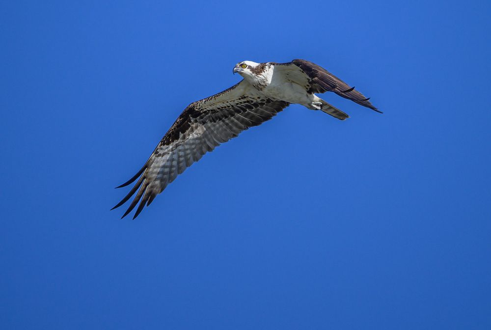 Osprey