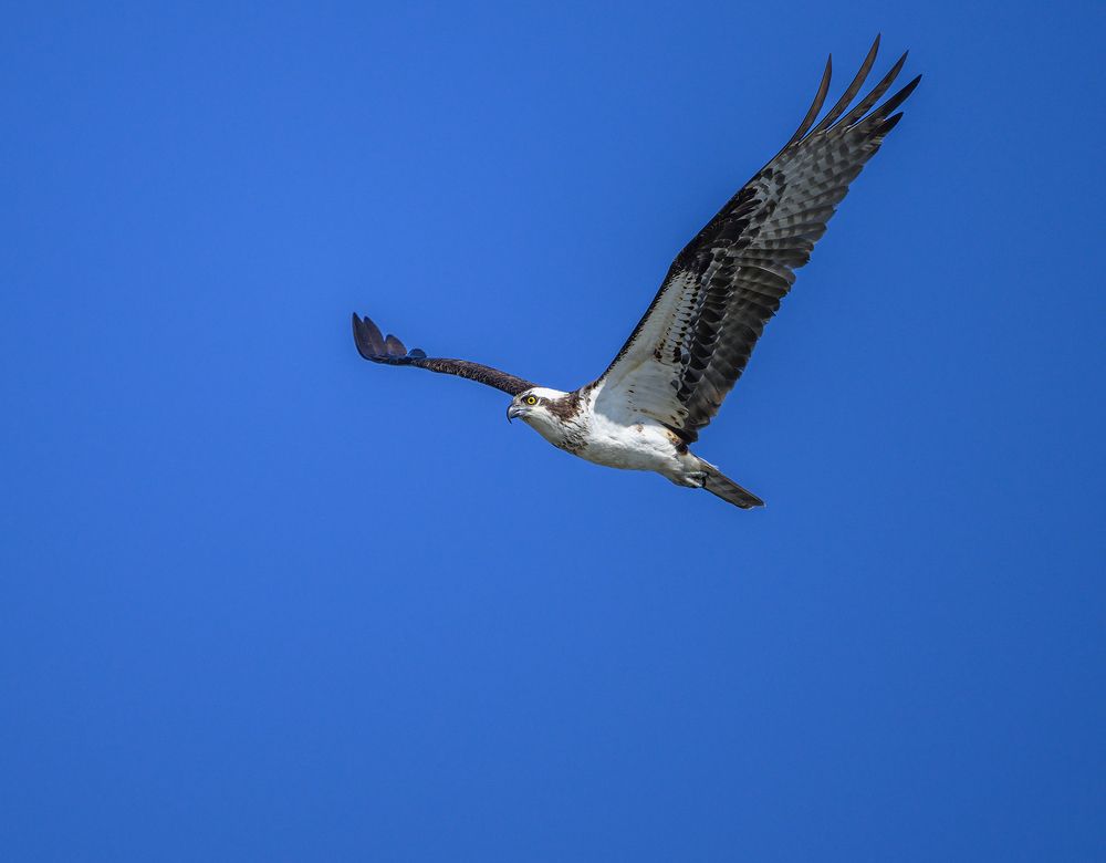 Osprey