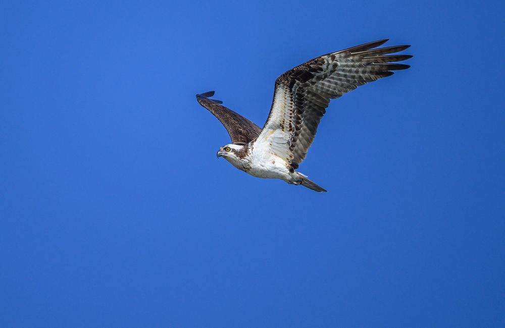 Osprey