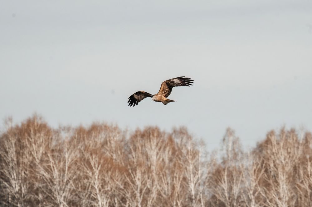 Photo 2414405
