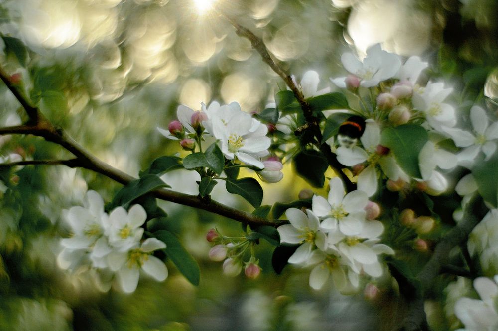 Photo 2414643