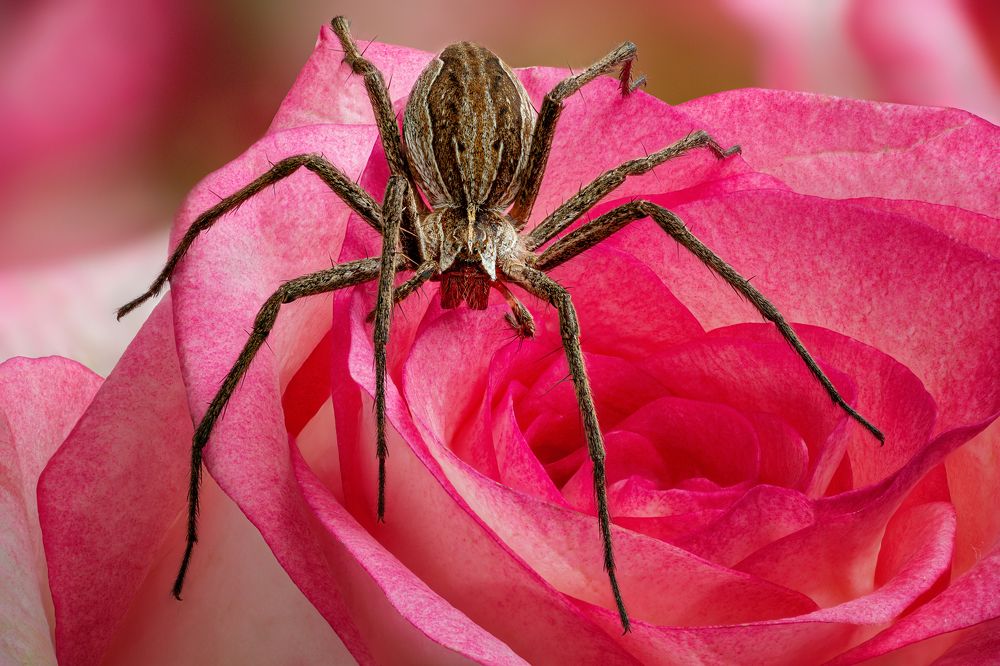 Spider