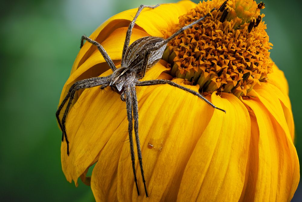 Spider
