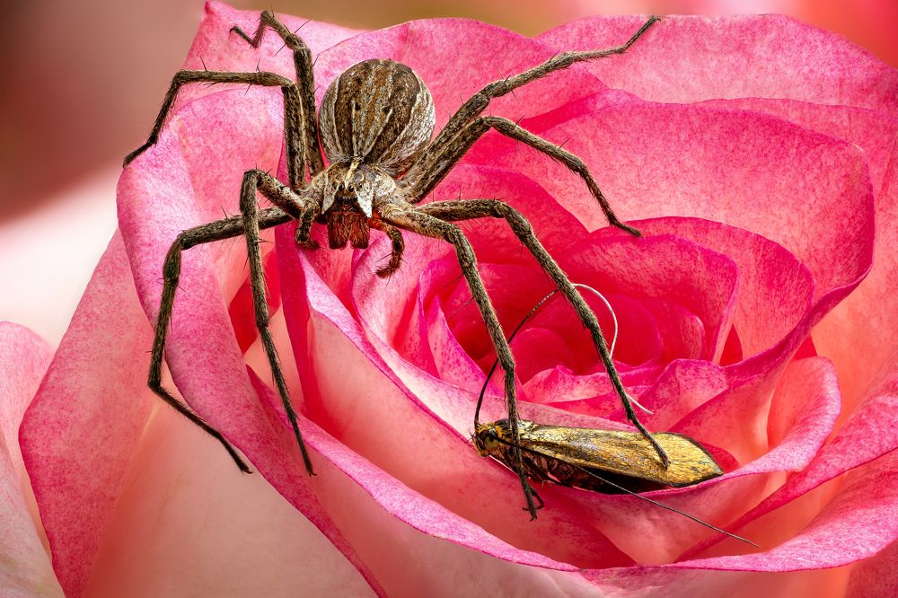Spider