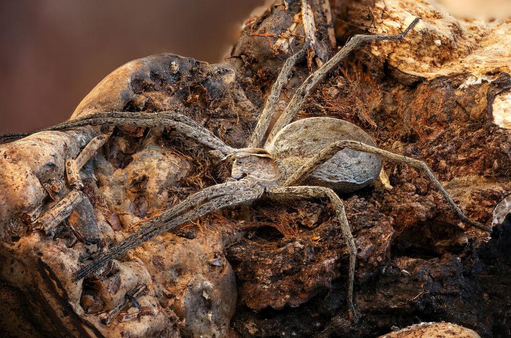 Spider