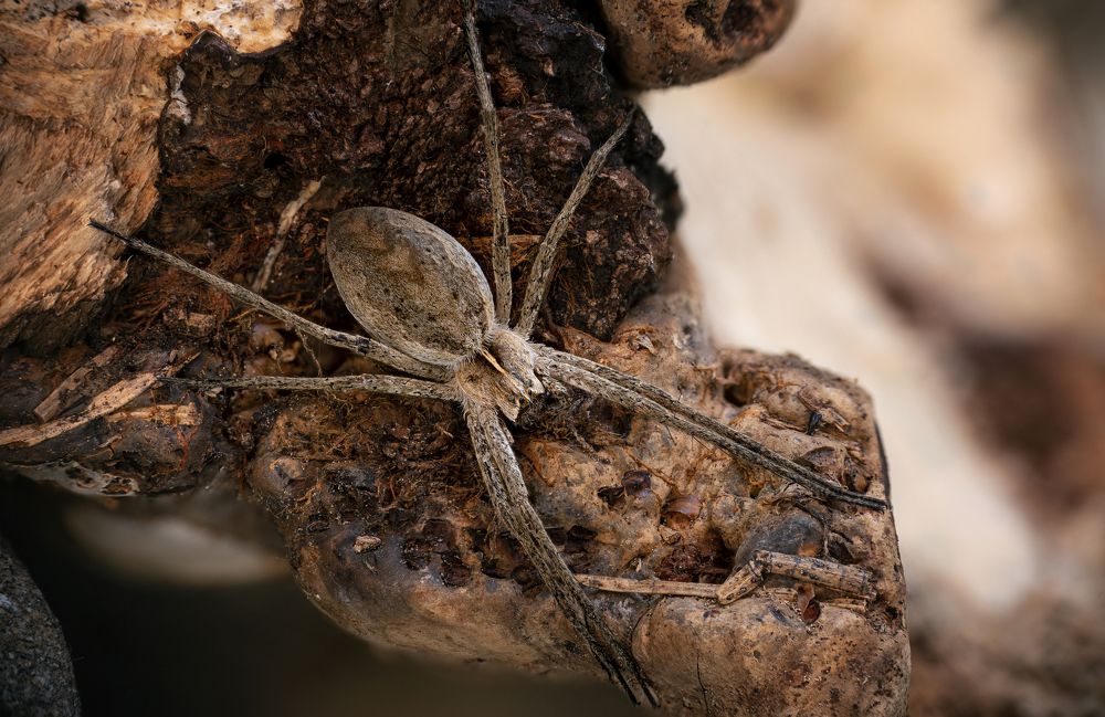 Spider