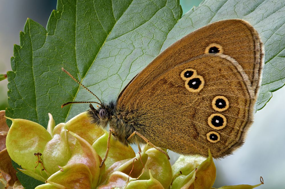 Aphantopus hyperantus 