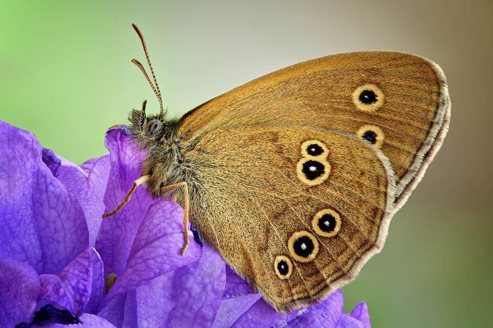 Aphantopus hyperantus 