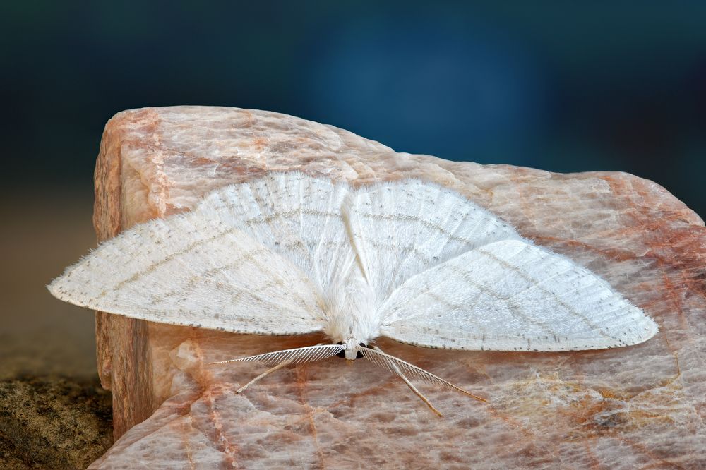 Cabera exanthemata 