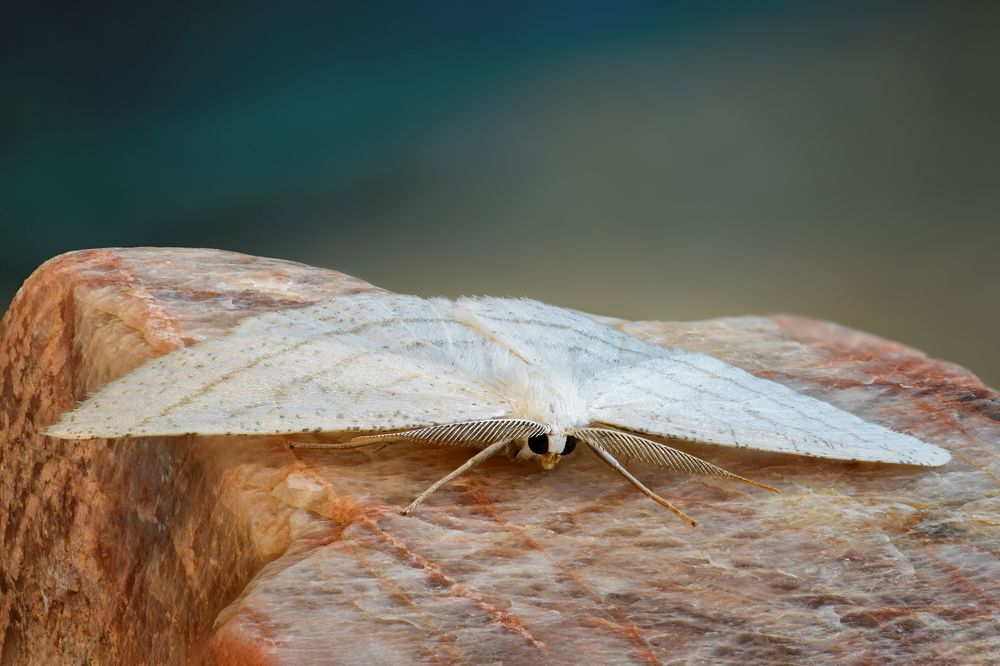 Cabera exanthemata 