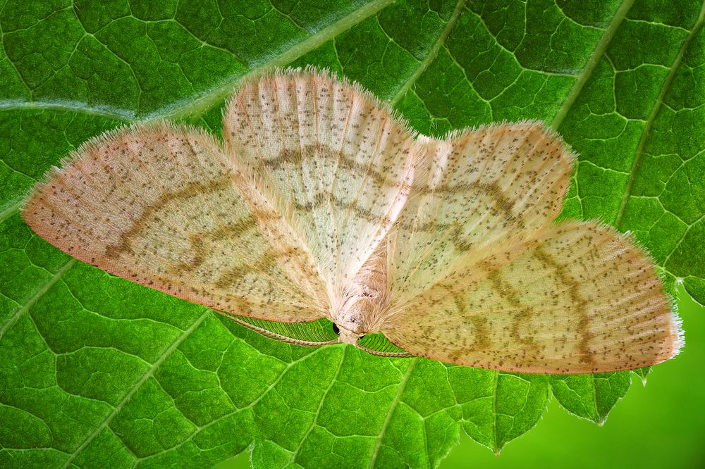 Cabera exanthemata 