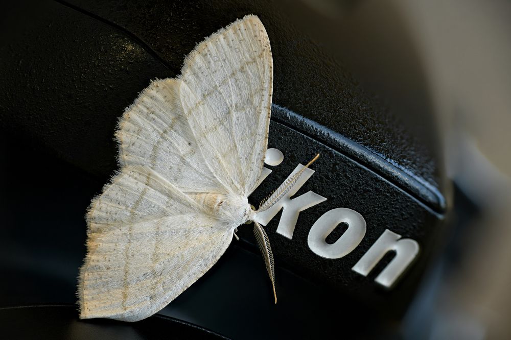 Cabera exanthemata 