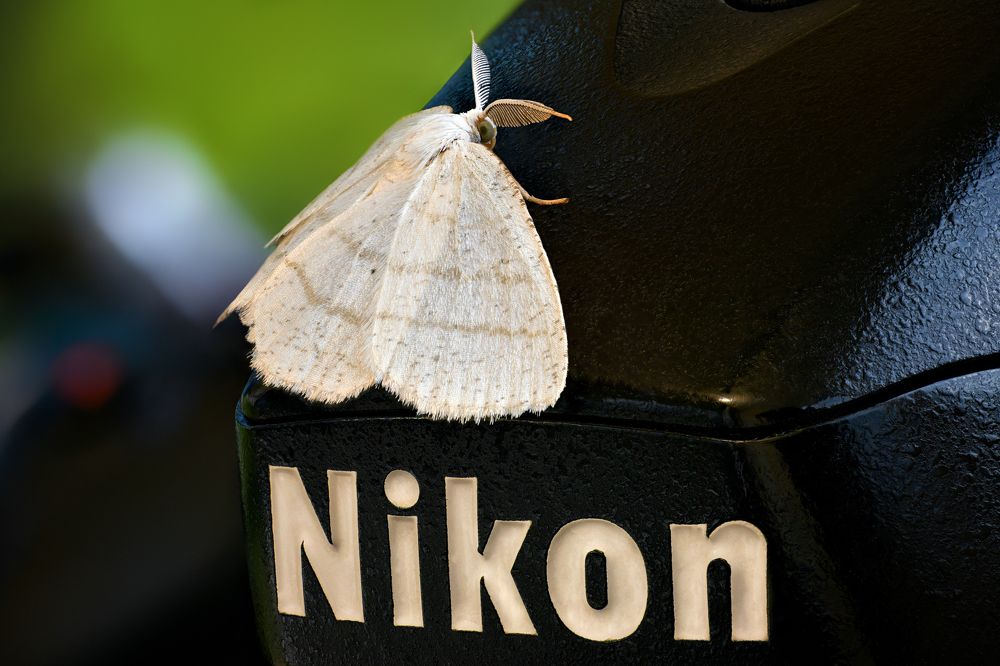 Cabera exanthemata 