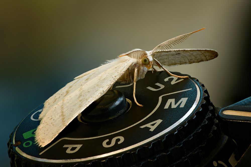 Cabera exanthemata 