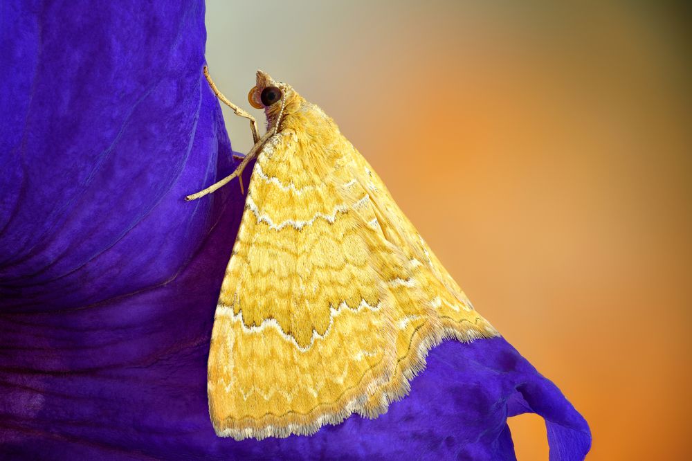 Camptogramma bilineata
