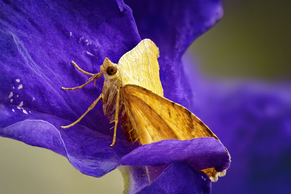 Camptogramma bilineata