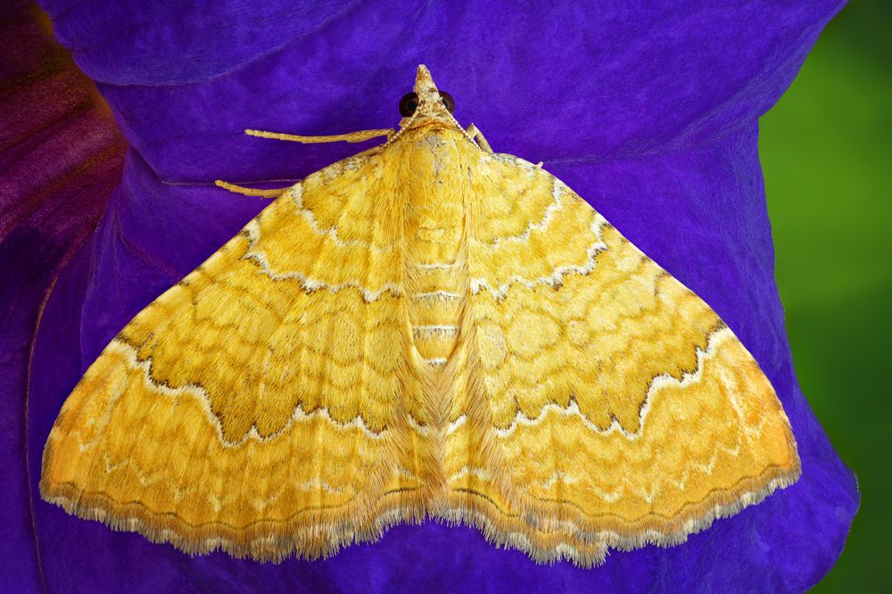 Camptogramma bilineata