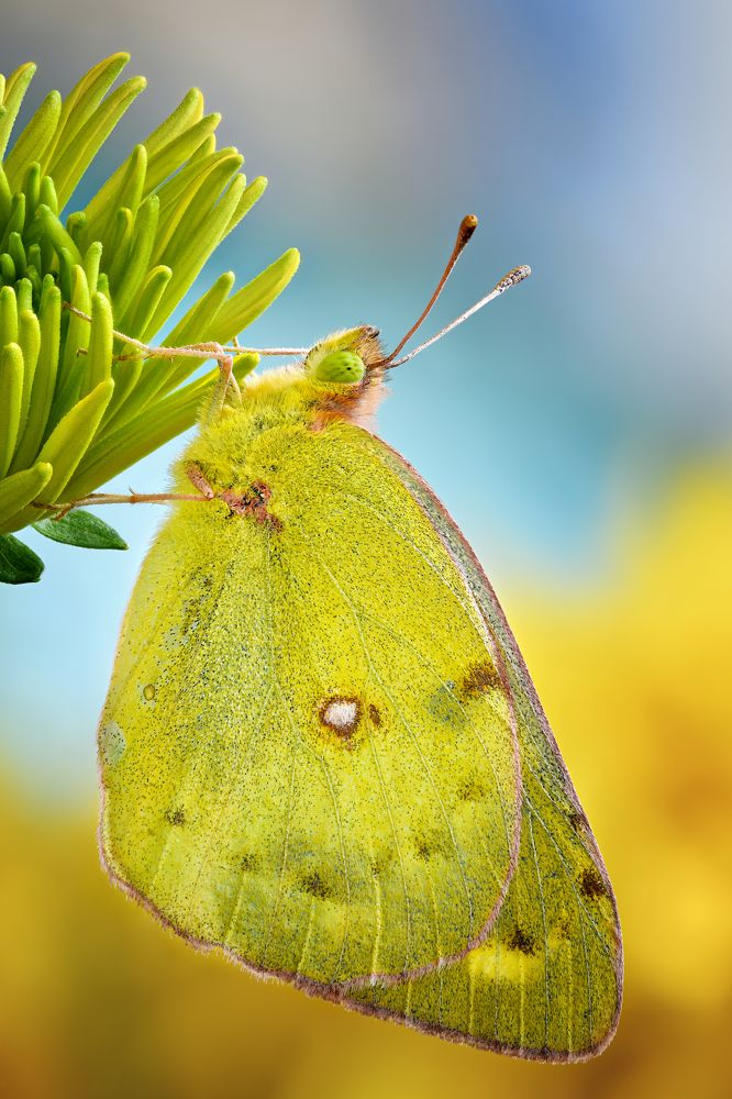 Colias myrmidone 