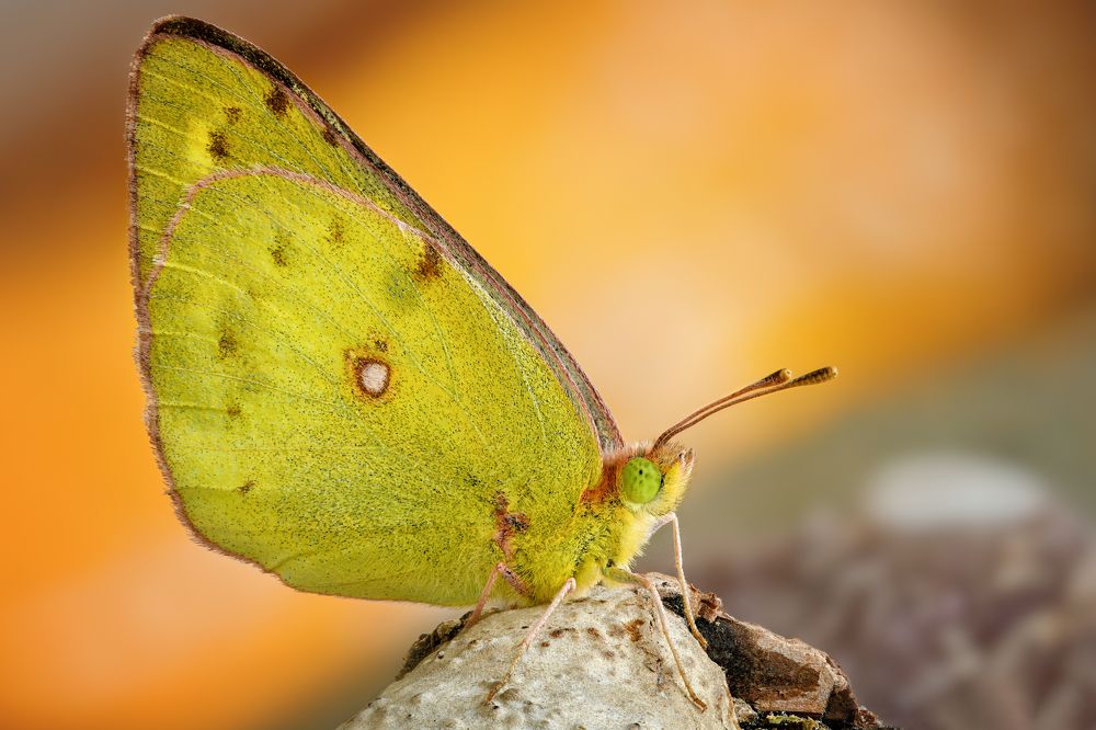 Colias myrmidone 