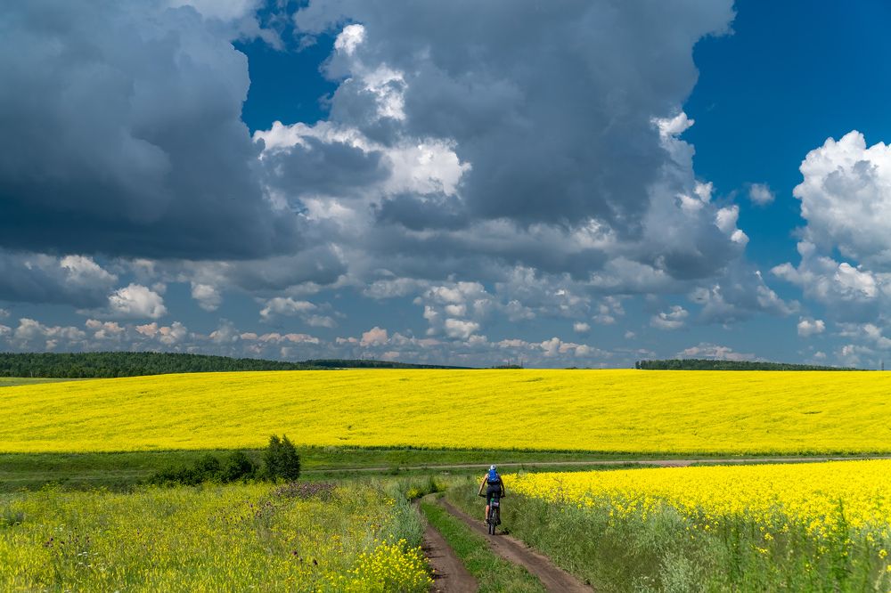 Рапсовые поля