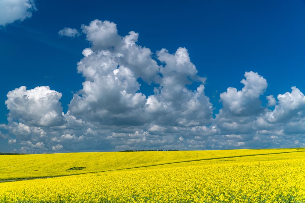 Рапсовые поля