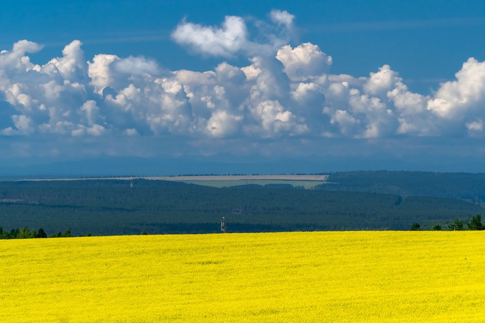 Рапсовые поля