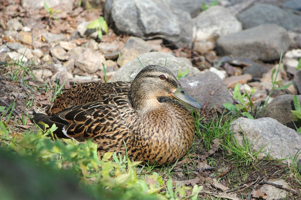 Кряквы (Anas platyrhynchos).