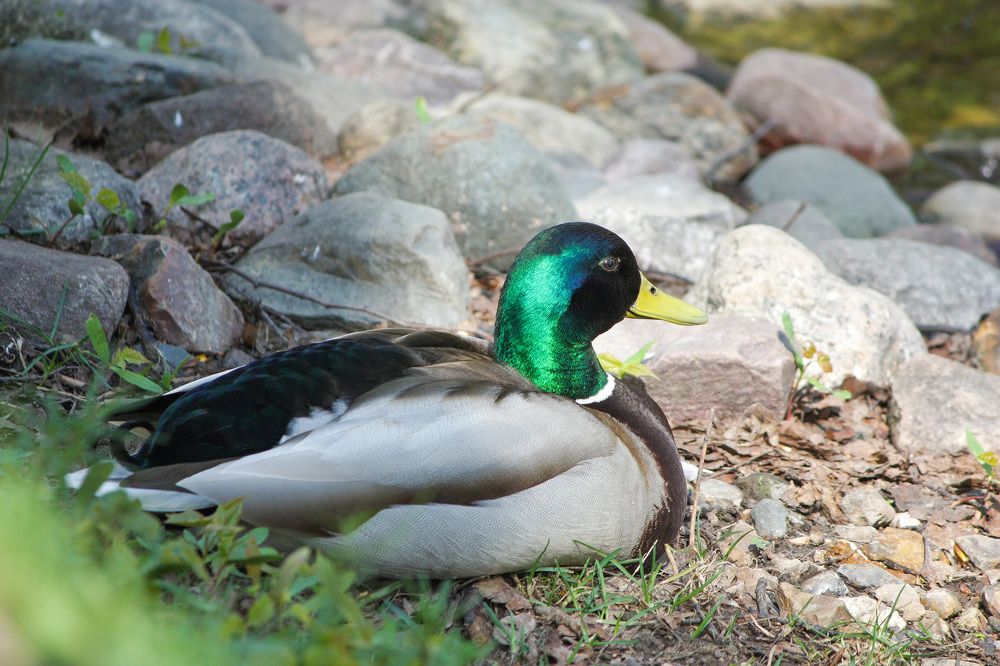 Кряквы (Anas platyrhynchos).