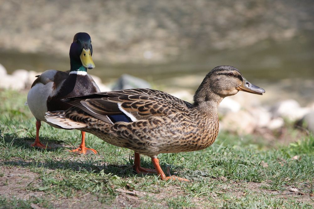 Кряквы (Anas platyrhynchos).