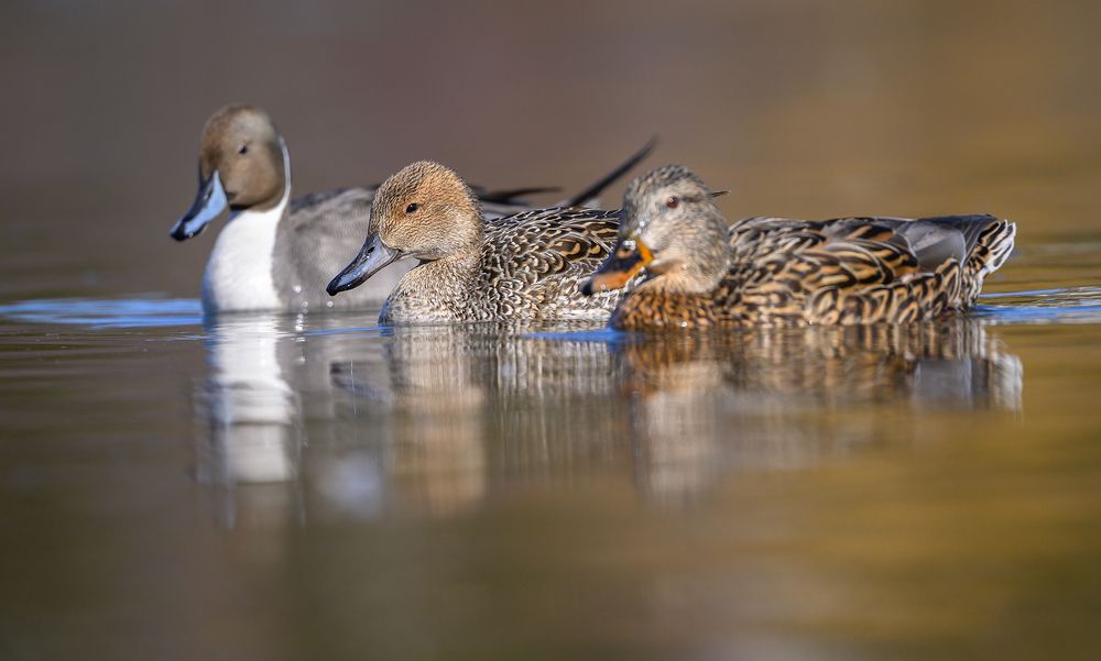 Mrs. & Mr. Northern Pintail